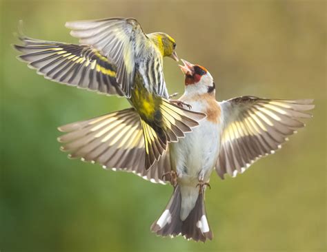 Siskin And Goldfinch Fight