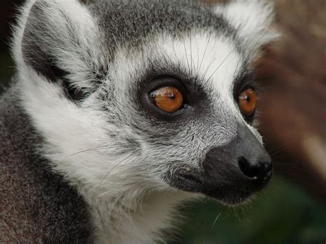 Top 10 Facts About Lemurs Lemur Conservation Network