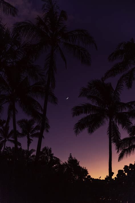 Palm Trees Moon Sunset Hd Phone Wallpaper Peakpx