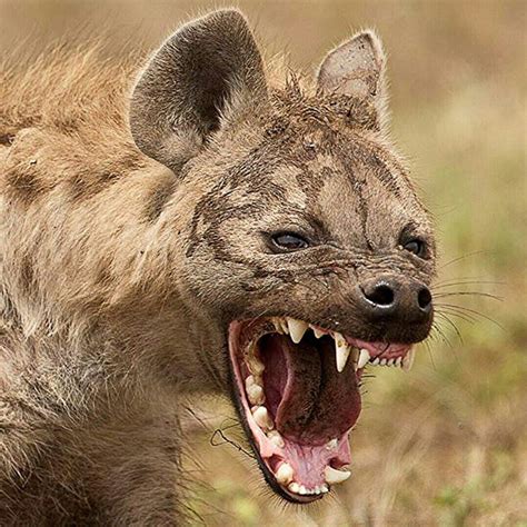 Wildlife Animals And Nature — A Spotted Hyena