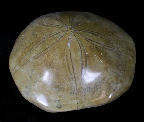 Large Polished Fossil Sand Dollar Jurassic 22728 For Sale