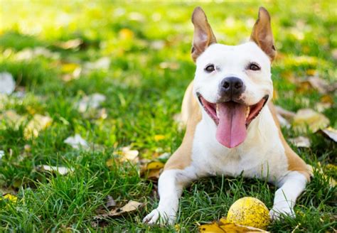 Fotos De Razas De Perros Felices Sonrientes Que Alegrarán Tu Día