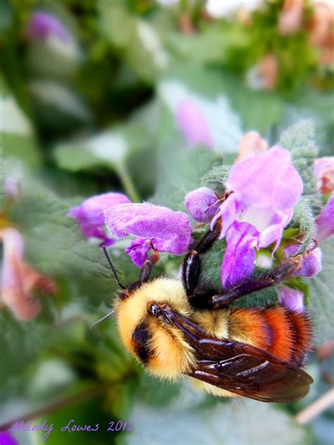 Macro of honey bee on purple salvia with nature background. Bumblebee | Bumble bee, Bee, Bee population