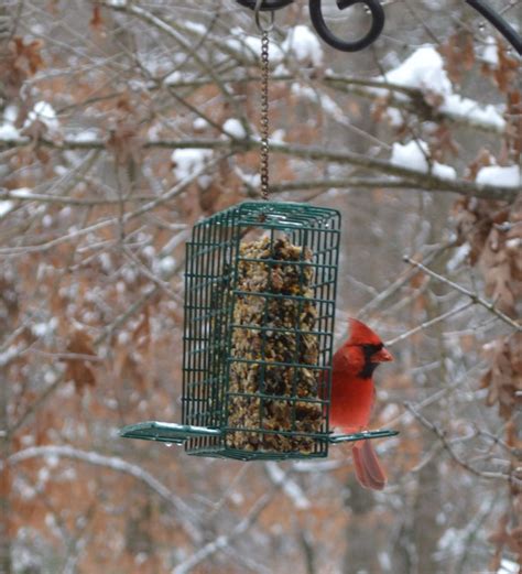 Bird In Everything Cardinals Birds Habitat