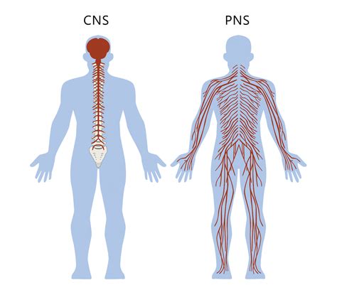 Understanding Nerve Pain And How To Fix It Peninsula Osteopathy