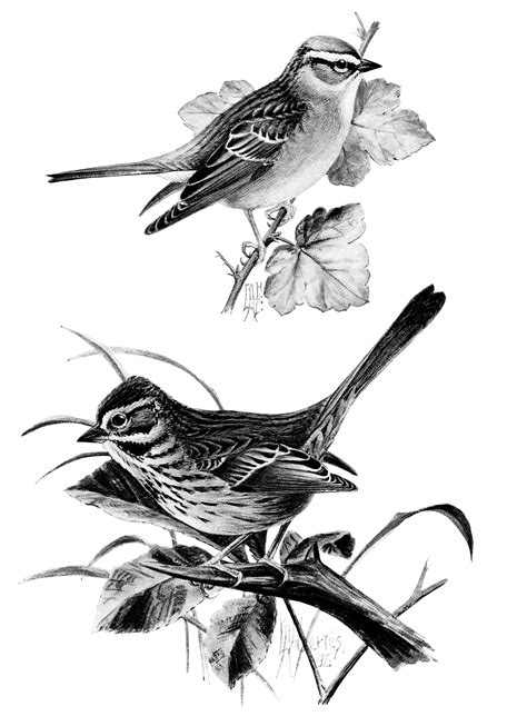 Vintage Bird Clip Art Song Sparrow Chipping Sparrow Black And White