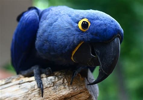 10 Most Beautiful Parrot Species In The World Tail And Fur