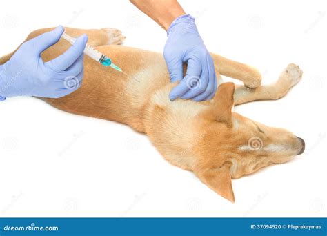 Veterinarian Giving Injection A Dog Stock Photo Image Of Veterinary