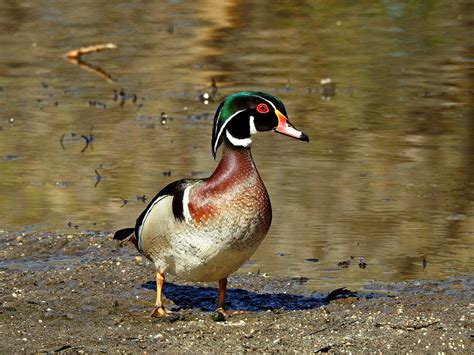 Check spelling or type a new query. Wood Duck | Ogden, Utah | mcb49 | Flickr