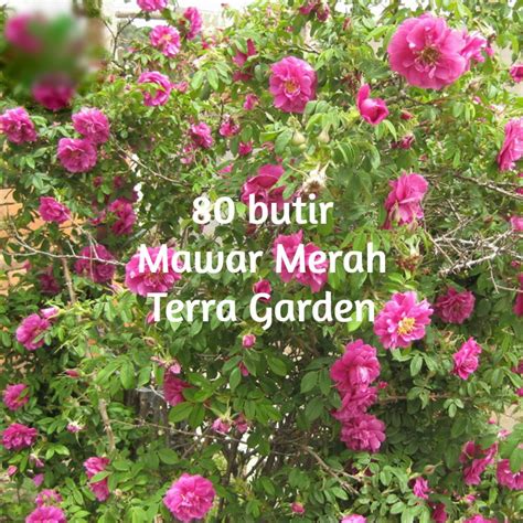 Jual Biji Benih Bunga Mawar Rambat Climbing Rose Bunga Seeds Shopee