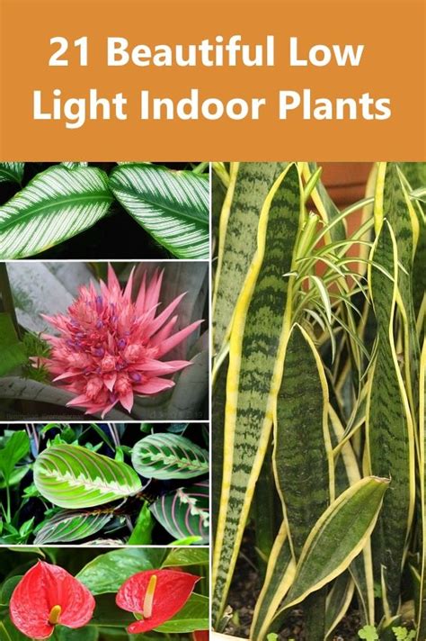 Light quality can also be expressed as ratios, e.g. 21 Beautiful Low Light Indoor Plants | Low light indoor ...