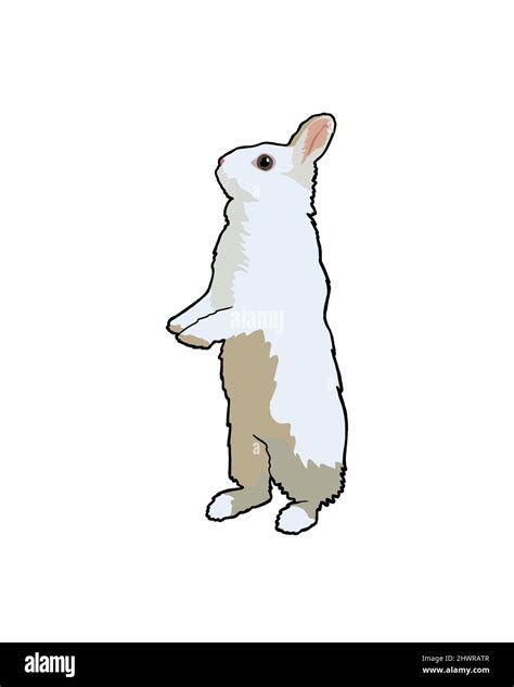 Cute White Rabbit Standing On Hind Legs Stock Photo Alamy