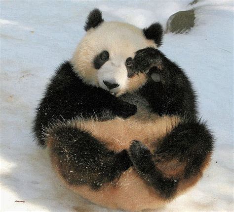 There Is Nothing I Love More Than A Rolling Panda  On Imgur