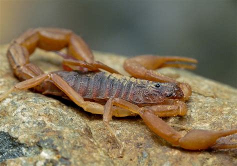 For beginners, the most universally recommended scorpion species to keep as a pet is the emperor scorpion. Hottentotta Tamulus "The Indian Red Scorpion"