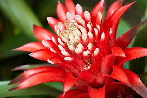 Bromeliad Care A Complete Guide Love Planting