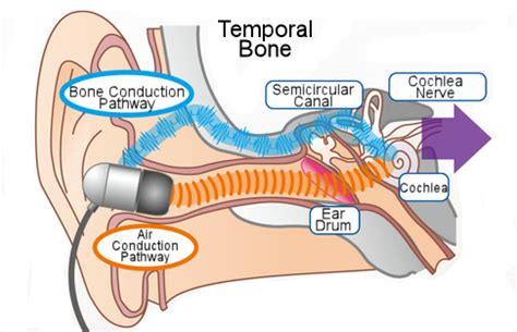 As we grow older, we all tend to lose the ability to hear higher frequencies. hearing - Can humans perceive sounds above 20 kHz ...