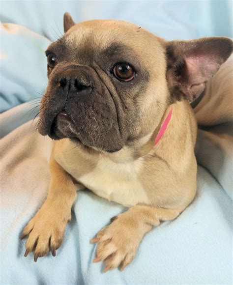 You will find french bulldog dogs for adoption and puppies for sale under the listings here. French Bulldog Puppies Near Me Rescue