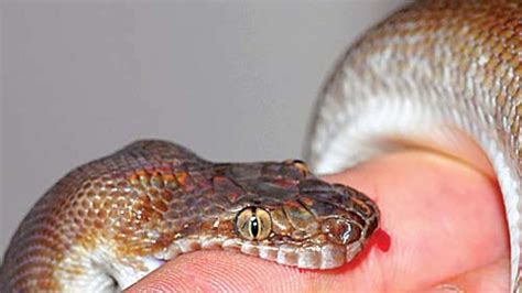 Snakebite is a pair of unique assassin's mittsassassin's mittsevasion: 50% of snakebite cases in the world take place in India