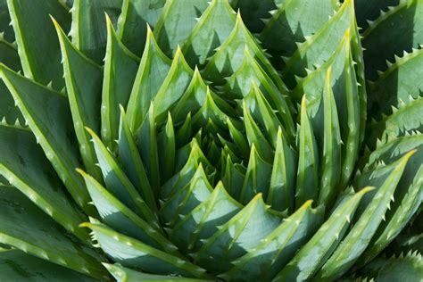 Each leaf of the plant has three layers: The Healing Benefits of Drinking Aloe Vera Juice