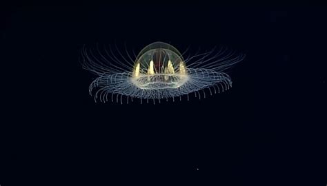 Mysterious Cosmic Jellyfish An Undersea Ufo Newshub