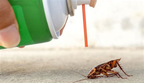 Does Bleach Kill Roaches All You Need To Know