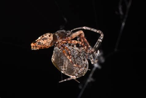 What Do Spiders Eat Pet Food Guide