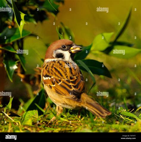 Sparrow Sized Bird Hi Res Stock Photography And Images Alamy