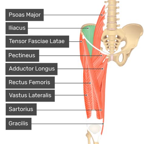 Iliacus Muscle Origin Insertion And Action Getbodysmart