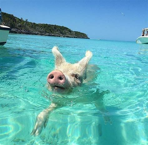 Please update (trackers info) before start best places to pig out s01 1080p webrip aac2 0 x264 torrent downloading to see updated seeders and leechers for batter torrent download speed. "I Love Pigs - Pig Beach Design" by almosthillwood | Redbubble