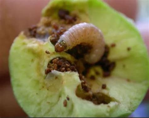 Apple Tree Pests Complete Guide With Photos Complete Gardering