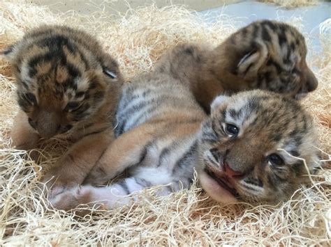 Three Siberian Tiger Cubs Born At The Milwaukee County Zoo Raww