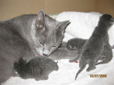 Der kopf ist rund mit einem. Katzen - Rassekatzen - Russisch Blau Tieranzeigen Seite 2