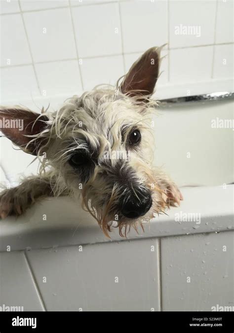 Puppy Bath Time Stock Photo Alamy