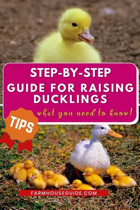 Essential Guide To Raising Ducklings From Eggs To Adorable Companions