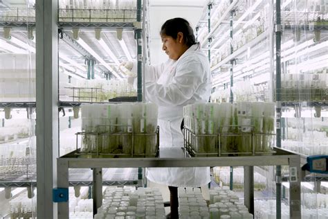 Genebanks Preserving Plant Genetic Diversity To Fight Hunger And Cope