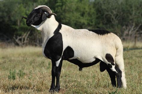 African Breed Of Sheep Raising Farm Animals Baa Baa Black Sheep Sheep
