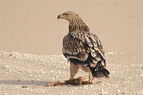 Birds Of Saudi Arabia Eastern Imperial Eagle North Of Jabal Nayriyyah