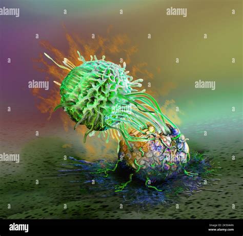 Natural Killer Cell Attacking A Cancer Cell Illustration Stock Photo