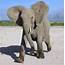 Elephants Can Tell Difference Between Human Languages Study Says  NBC