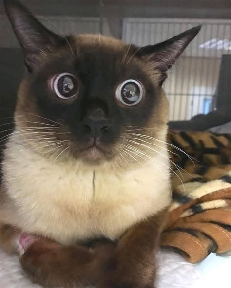 12 Spooked Out Cats Who Look Like Theyve Seen A Ghost