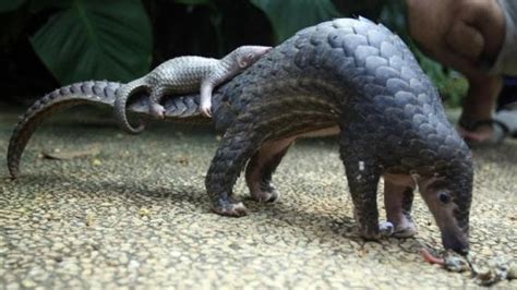 Tens of thousands of pangolins are poached every year, killed for their scales for use in traditional. Pangolino a rischio estinzione, un contadino in Uganda lo ...