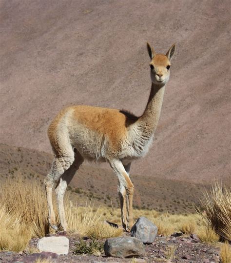 Vicugna is a genus containing two south american camelids, the vicuña and the alpaca. Ecofriendly: Vicuña