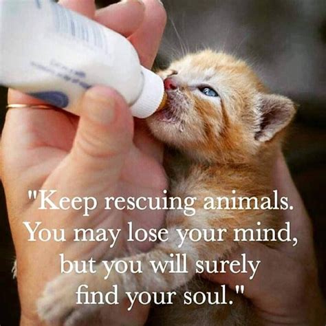Friendlife Animal Quotes Cute Animals Animal Rescue