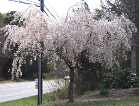 In fact, it's also the showiest of all cherry trees. Yoshino Cherry Trees Blooming in Spring | Yoshino cherry ...