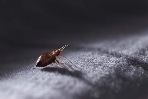 How Fast Do Bed Bugs Spread 4 Tips To Stop Them