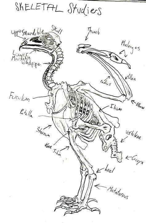 Turkey Vulture The Ebestiary Skeleton Drawings Drawings Skeleton Artwork
