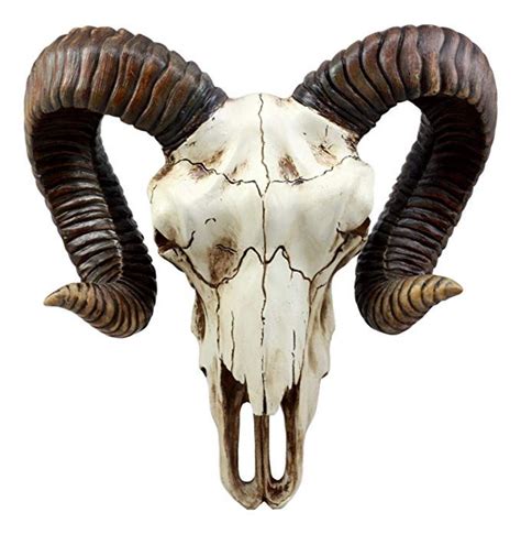 Pin On Animal Skulls
