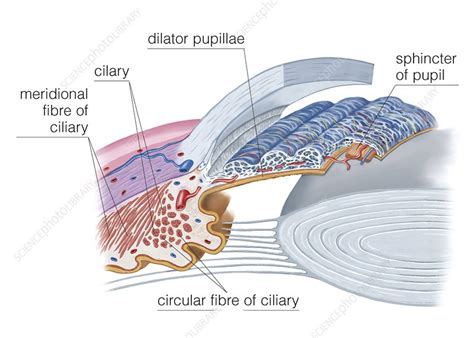 Ciliary Musculature Of Eye Stock Image C0200344 Science Photo