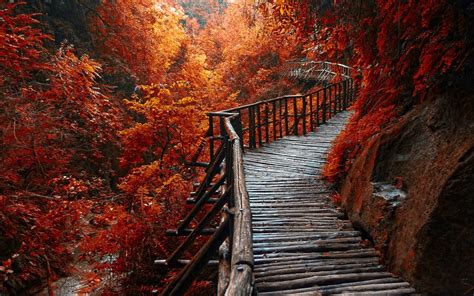 Trees Landscape Forest Fall Leaves Nature River Path Walkway