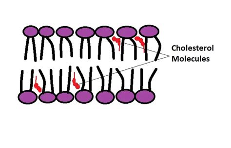 Cholesterol Molecule In Cell Membrane